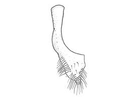   Anthidium porterae  male, diagram showing ventral view of seventh sternum (S7), diagram from Gonzalez and Griswold 2013 
